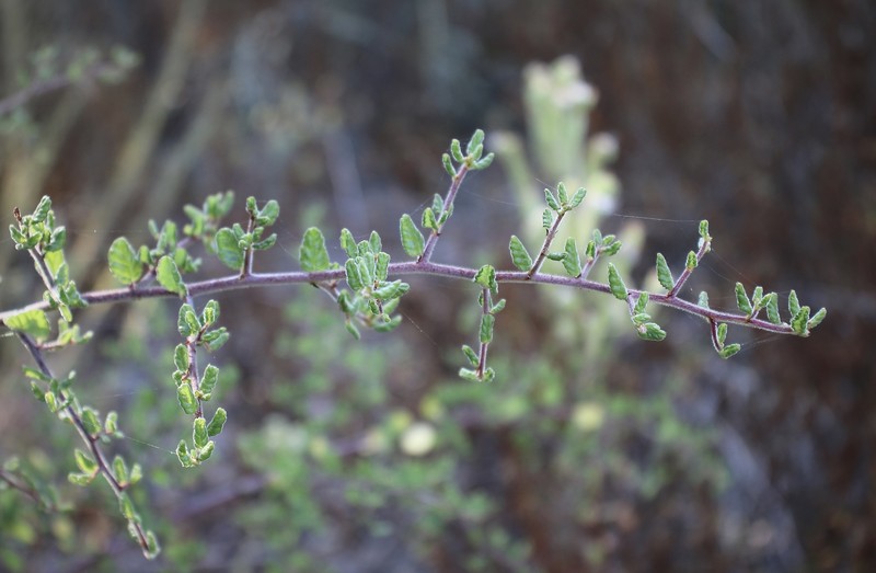 Ceanothus impressus var. nipomensis photo 3