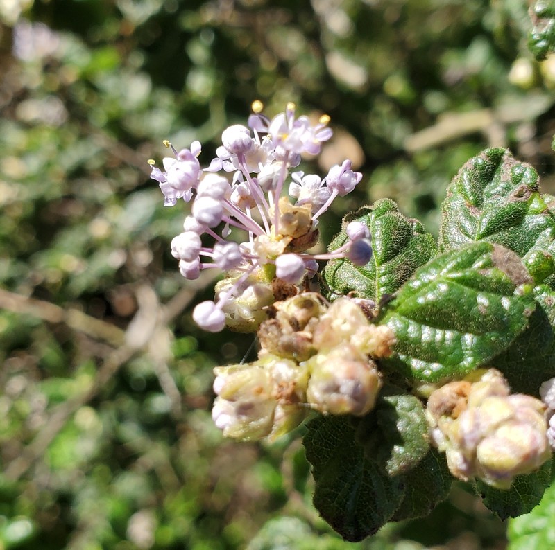 Ceanothus impressus var. nipomensis photo 4