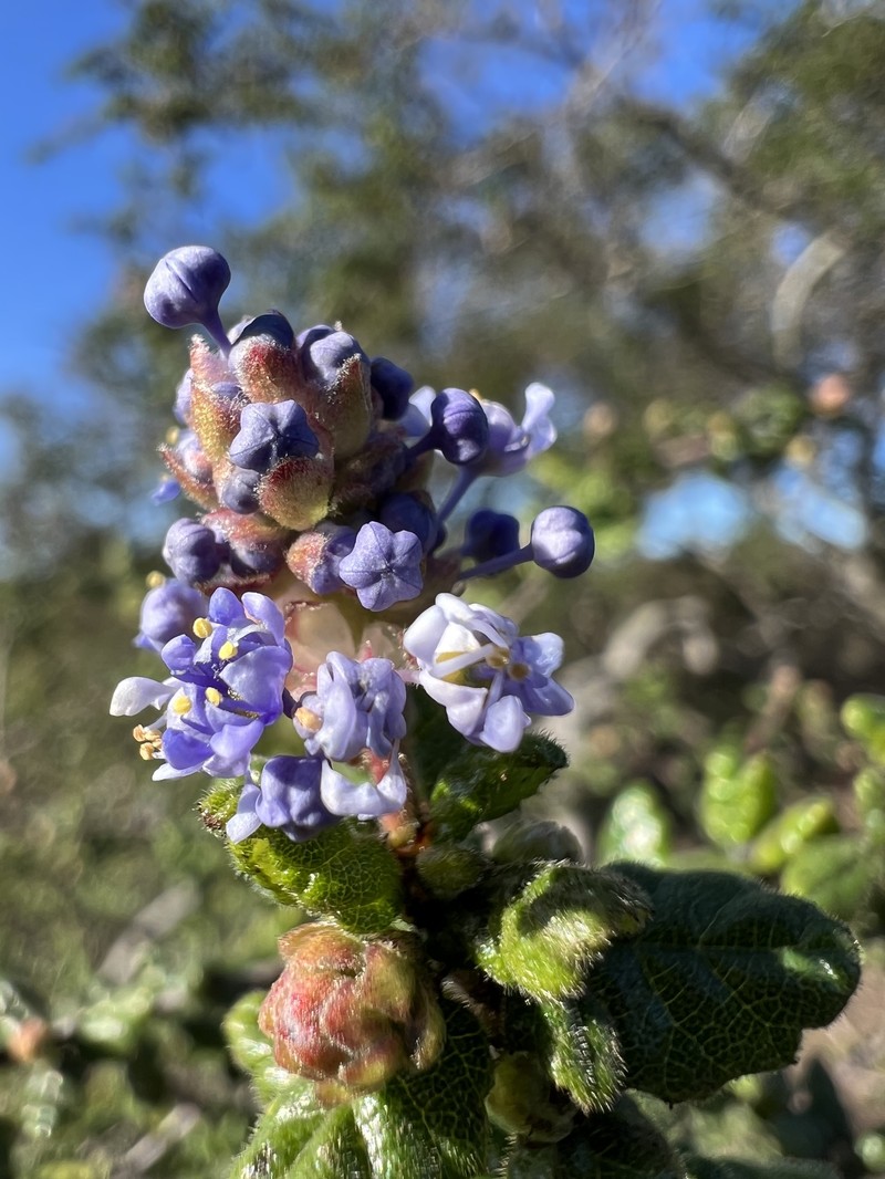 Ceanothus impressus var. nipomensis photo 5