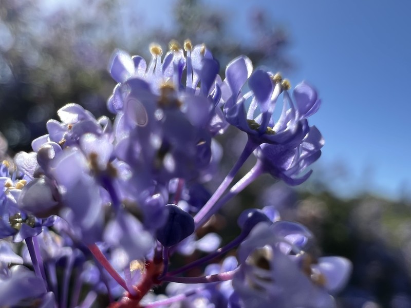 Ceanothus impressus var. nipomensis photo 6