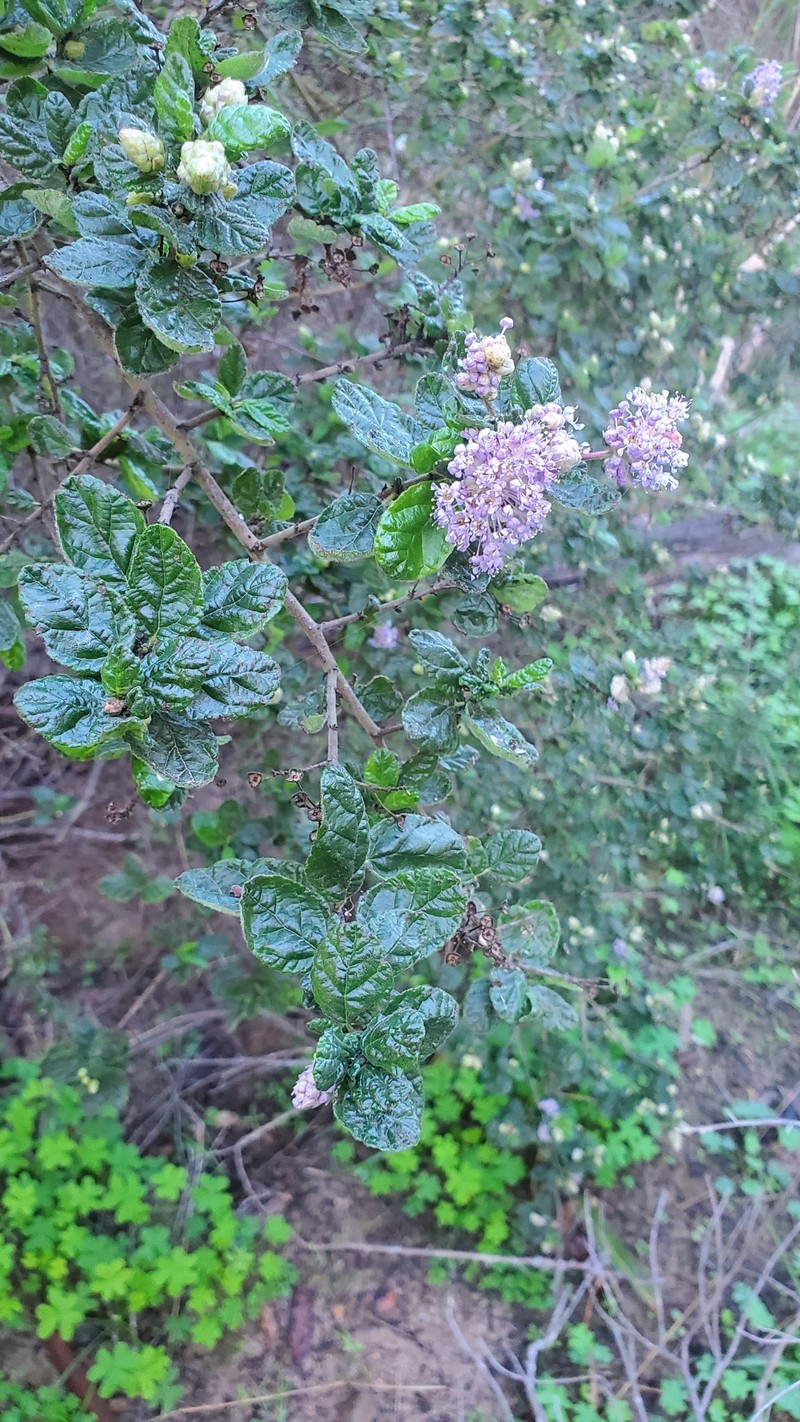Ceanothus impressus var. nipomensis photo 7