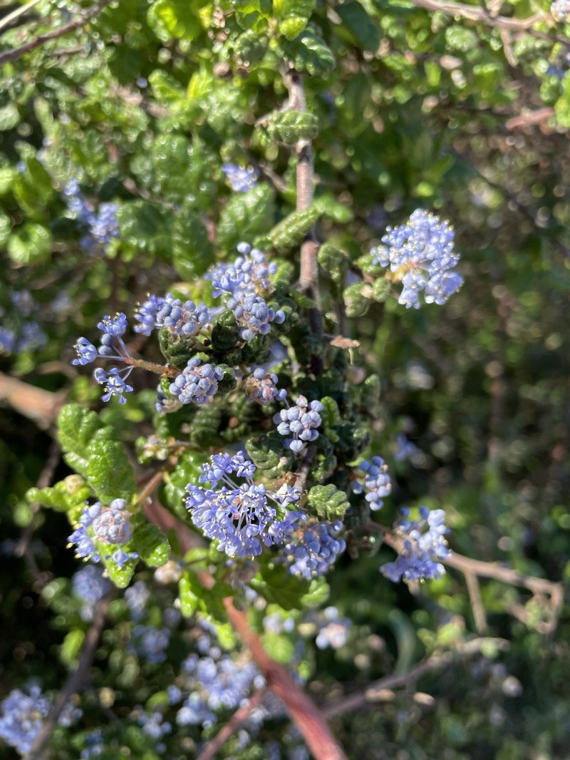 Ceanothus impressus var. nipomensis photo 8