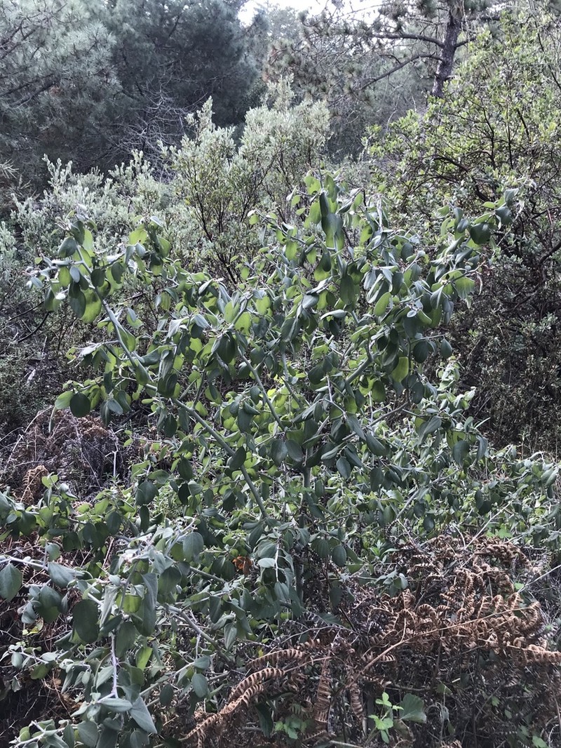 Coast Whitethorn photo 2