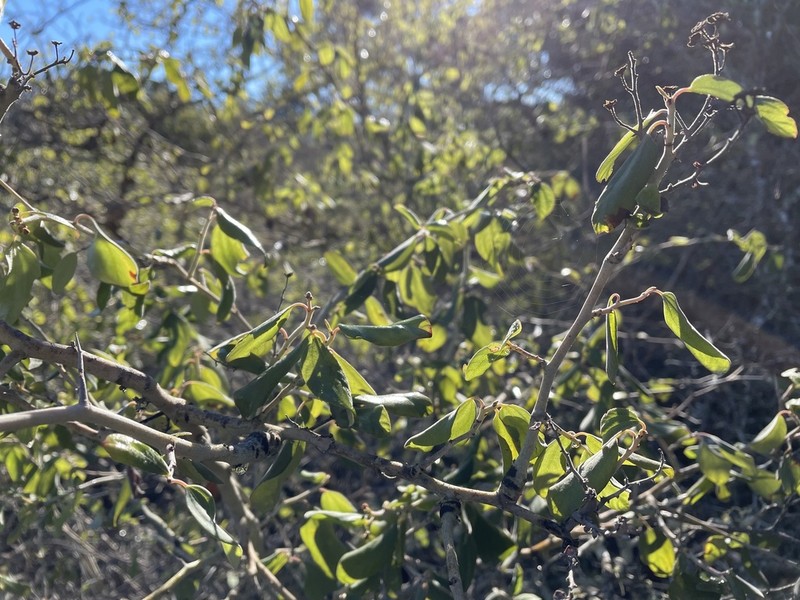 Coast Whitethorn photo 4