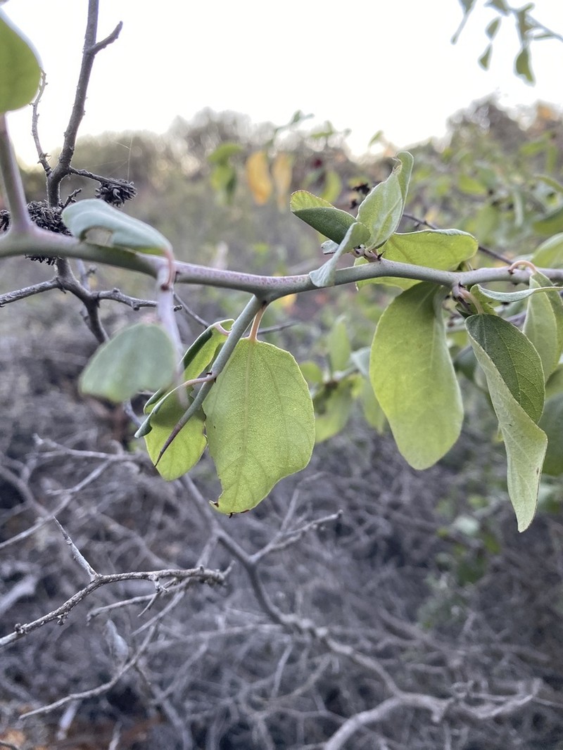Coast Whitethorn photo 5