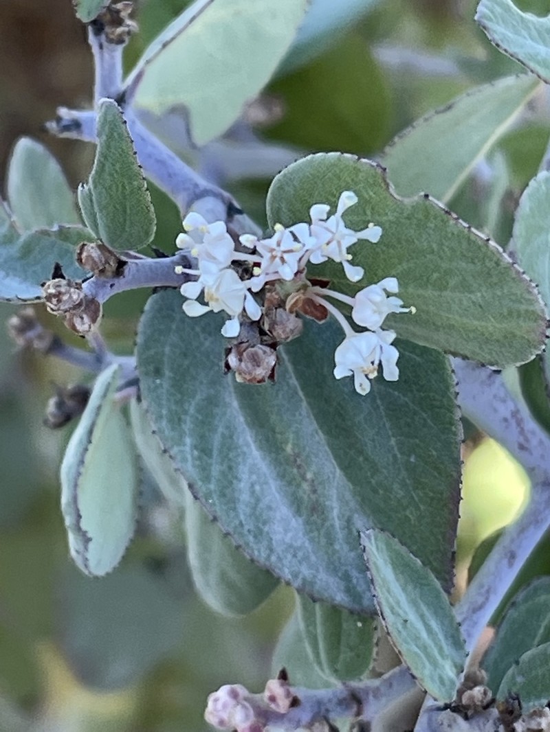 Coast Whitethorn photo 6