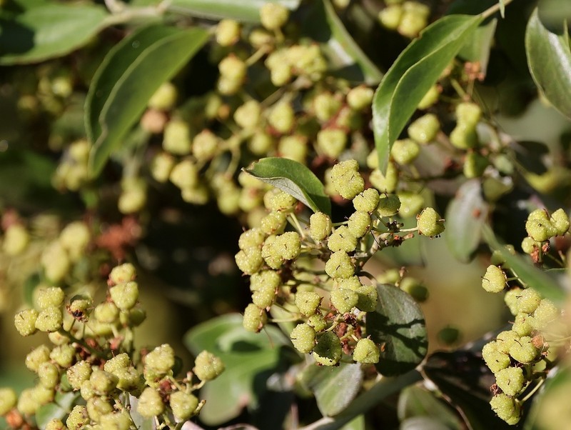 Coast Whitethorn photo 7