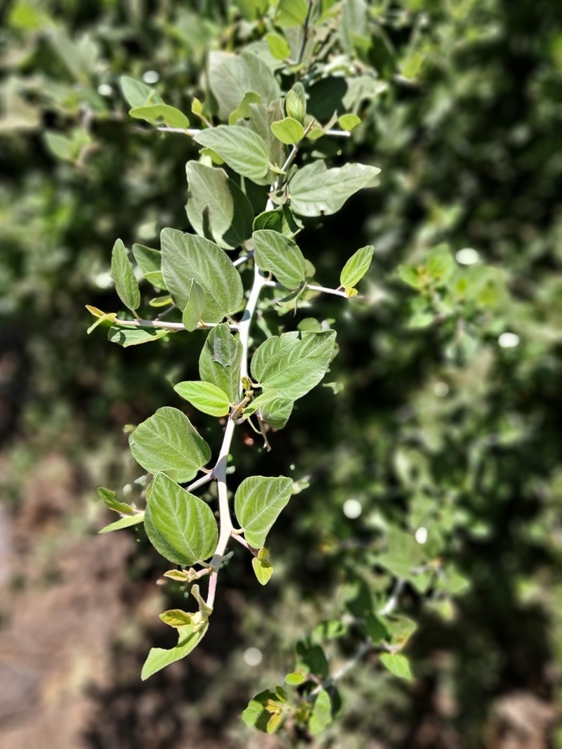 Coast Whitethorn photo 8