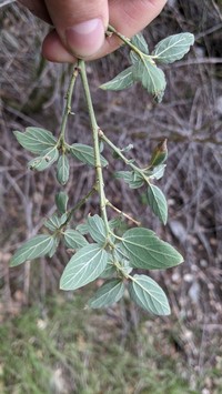Deerbrush