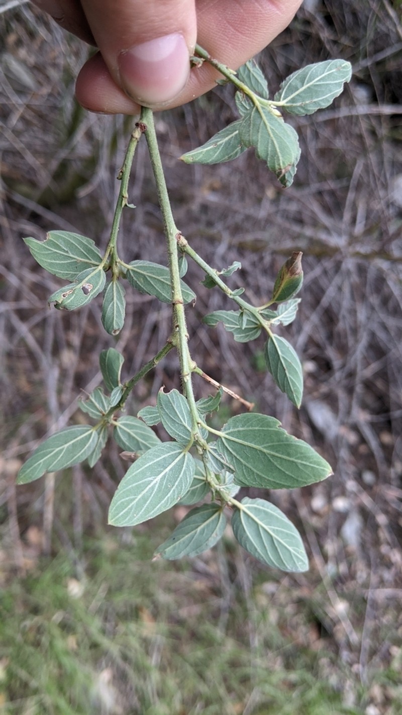 Deerbrush