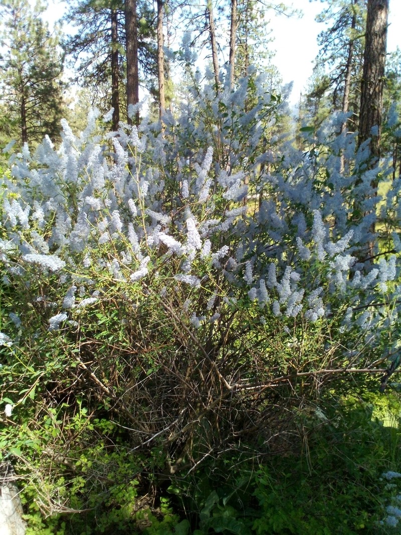Deerbrush photo 2