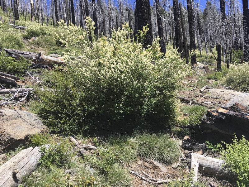 Deerbrush photo 5