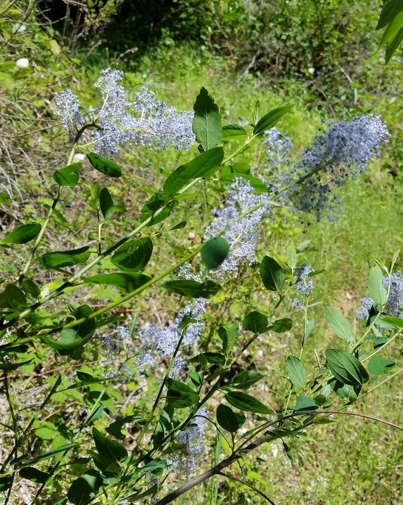 Deerbrush photo 7