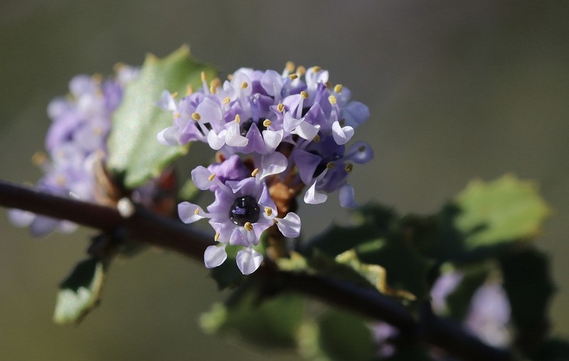 Jepson Ceanothus