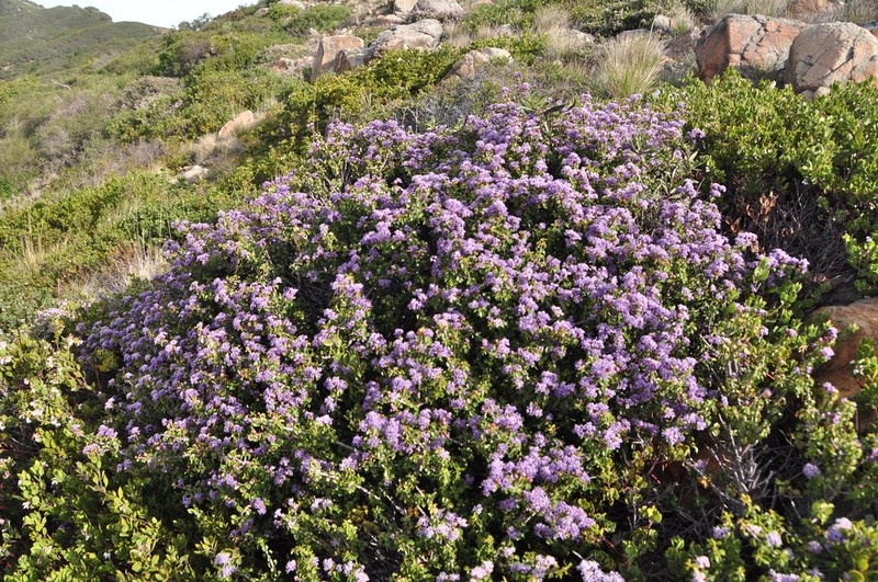 Jepson Ceanothus photo 2