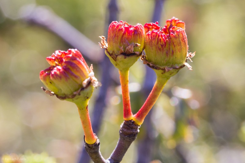 Jepson Ceanothus photo 3