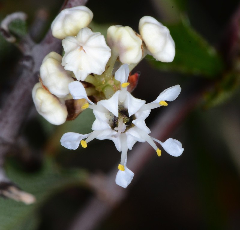 Jepson Ceanothus photo 4