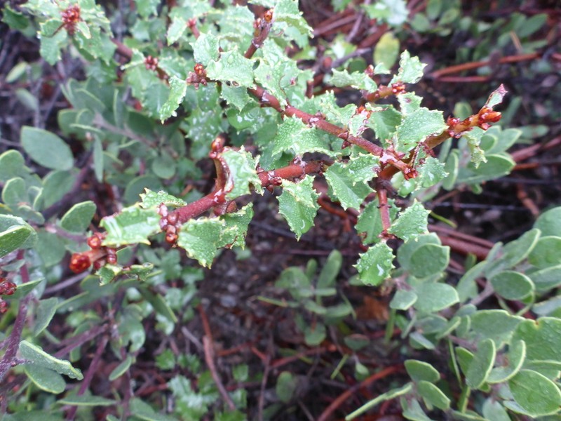 Jepson Ceanothus photo 5