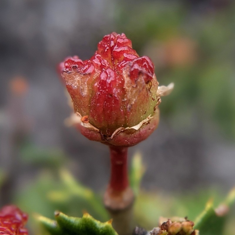 Jepson Ceanothus photo 6