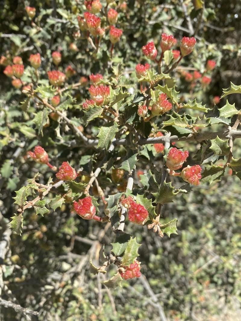 Jepson Ceanothus photo 7