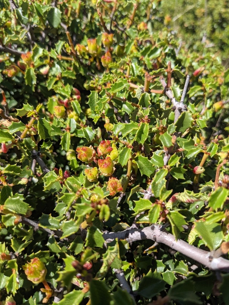 Jepson Ceanothus photo 8