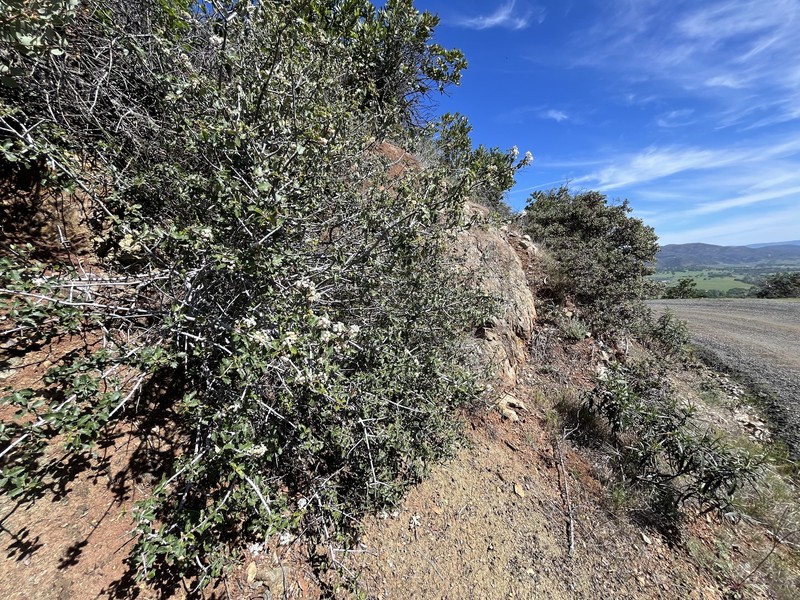 Ceanothus jepsonii var. albiflorus
