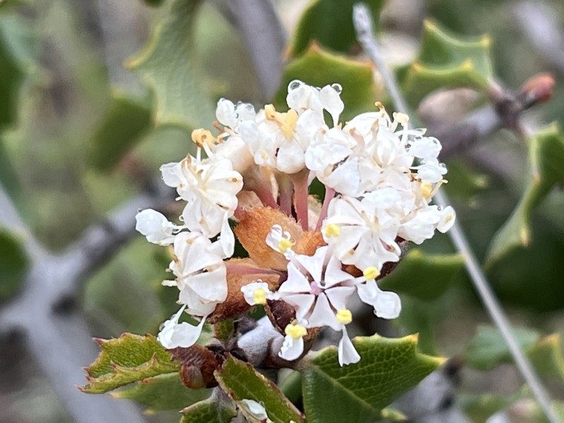 Ceanothus jepsonii var. albiflorus photo 2