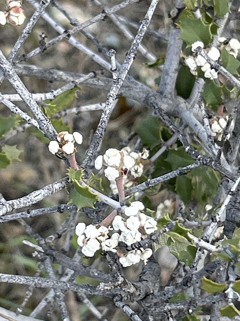 Ceanothus jepsonii var. albiflorus photo 3