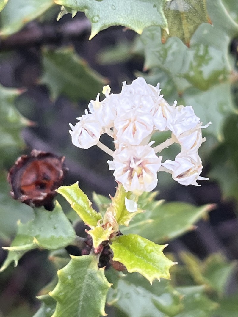 Ceanothus jepsonii var. albiflorus photo 4