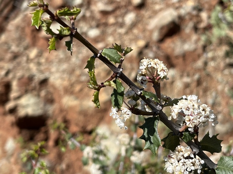 Ceanothus jepsonii var. albiflorus photo 5