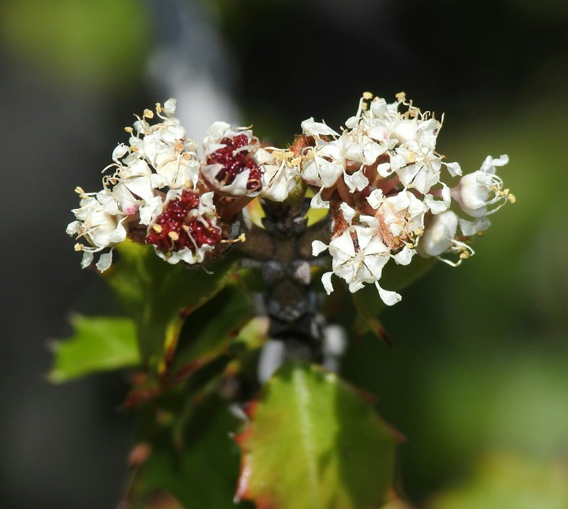 Ceanothus jepsonii var. albiflorus photo 6