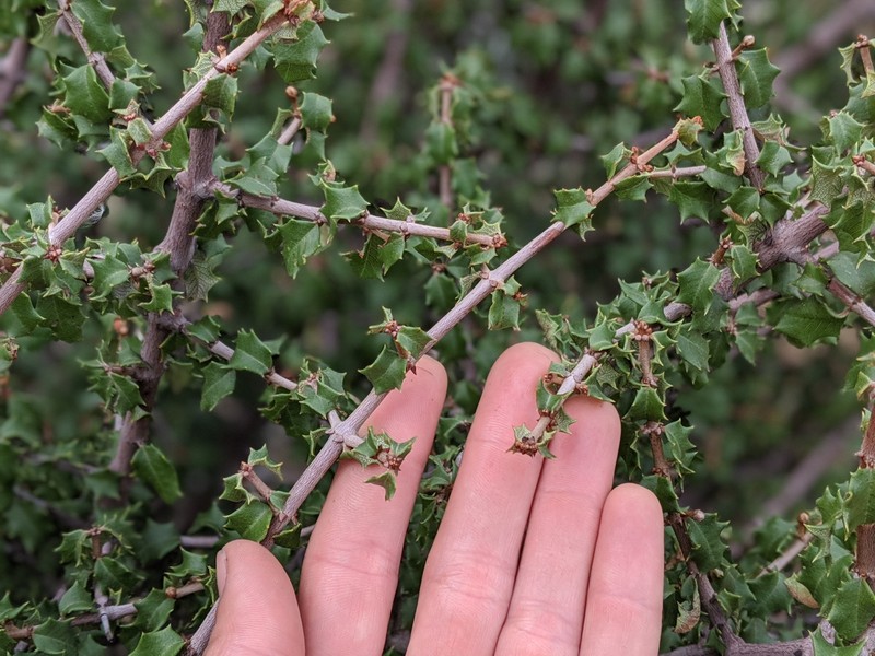 Ceanothus jepsonii var. albiflorus photo 8
