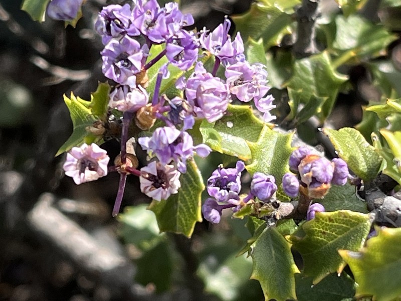 Ceanothus jepsonii var. jepsonii