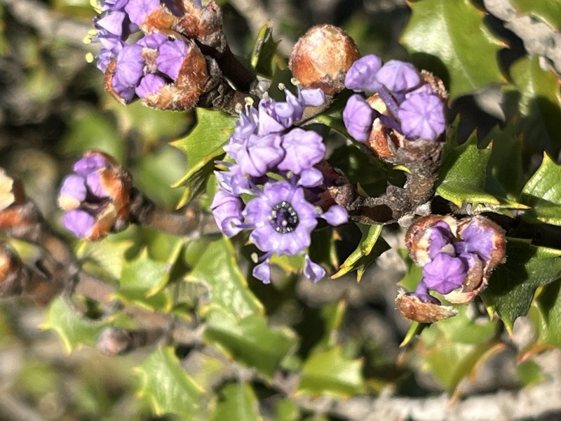 Ceanothus jepsonii var. jepsonii photo 2