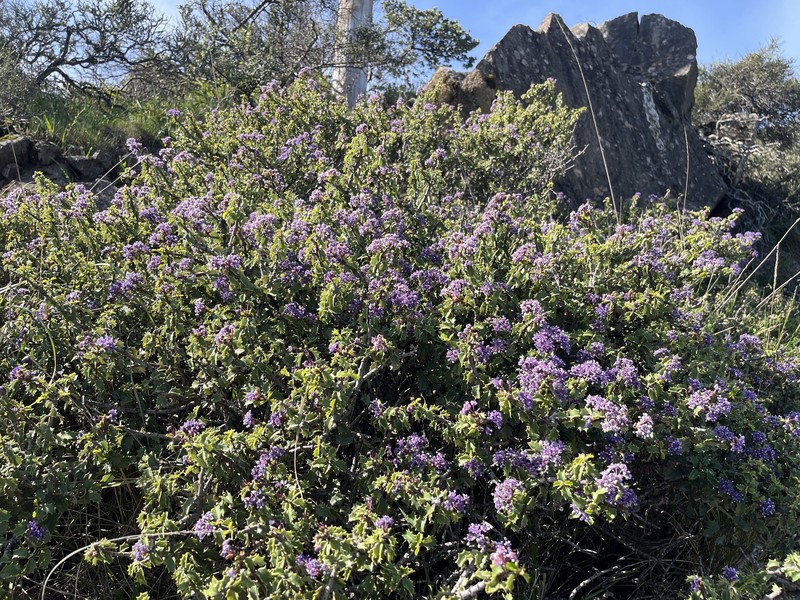 Ceanothus jepsonii var. jepsonii photo 3