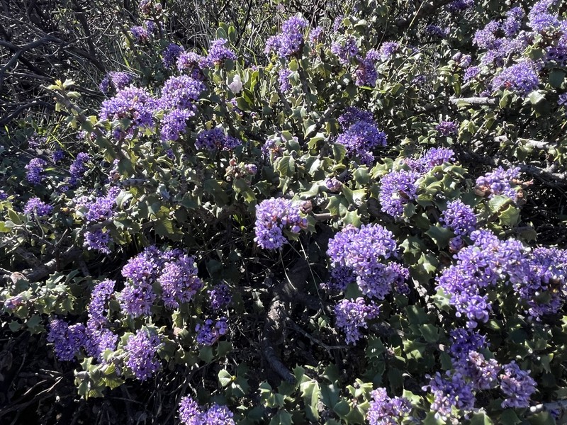 Ceanothus jepsonii var. jepsonii photo 4