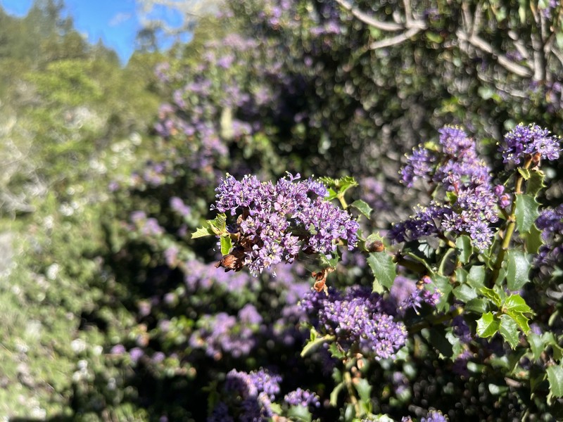 Ceanothus jepsonii var. jepsonii photo 5