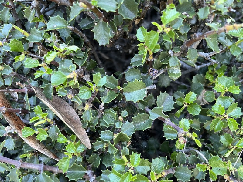 Ceanothus jepsonii var. jepsonii photo 6