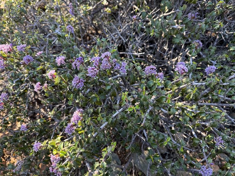 Ceanothus jepsonii var. jepsonii photo 7