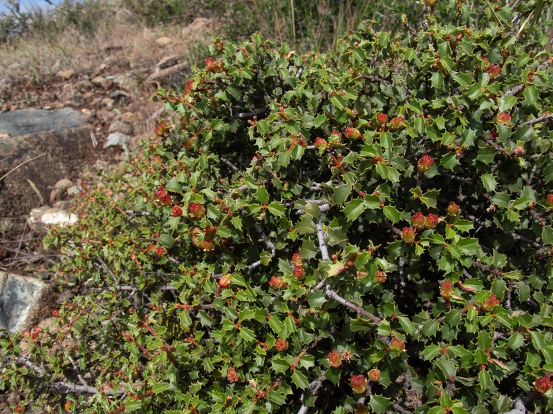Ceanothus jepsonii var. jepsonii photo 8