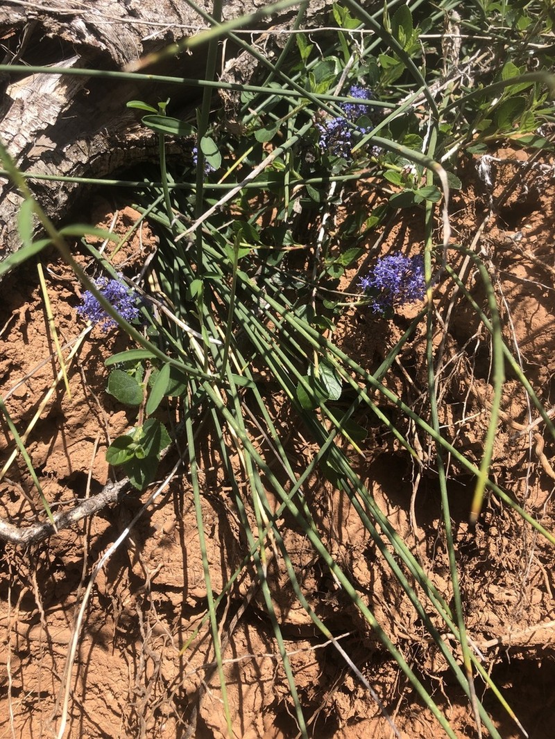 Lemmon's Ceanothus