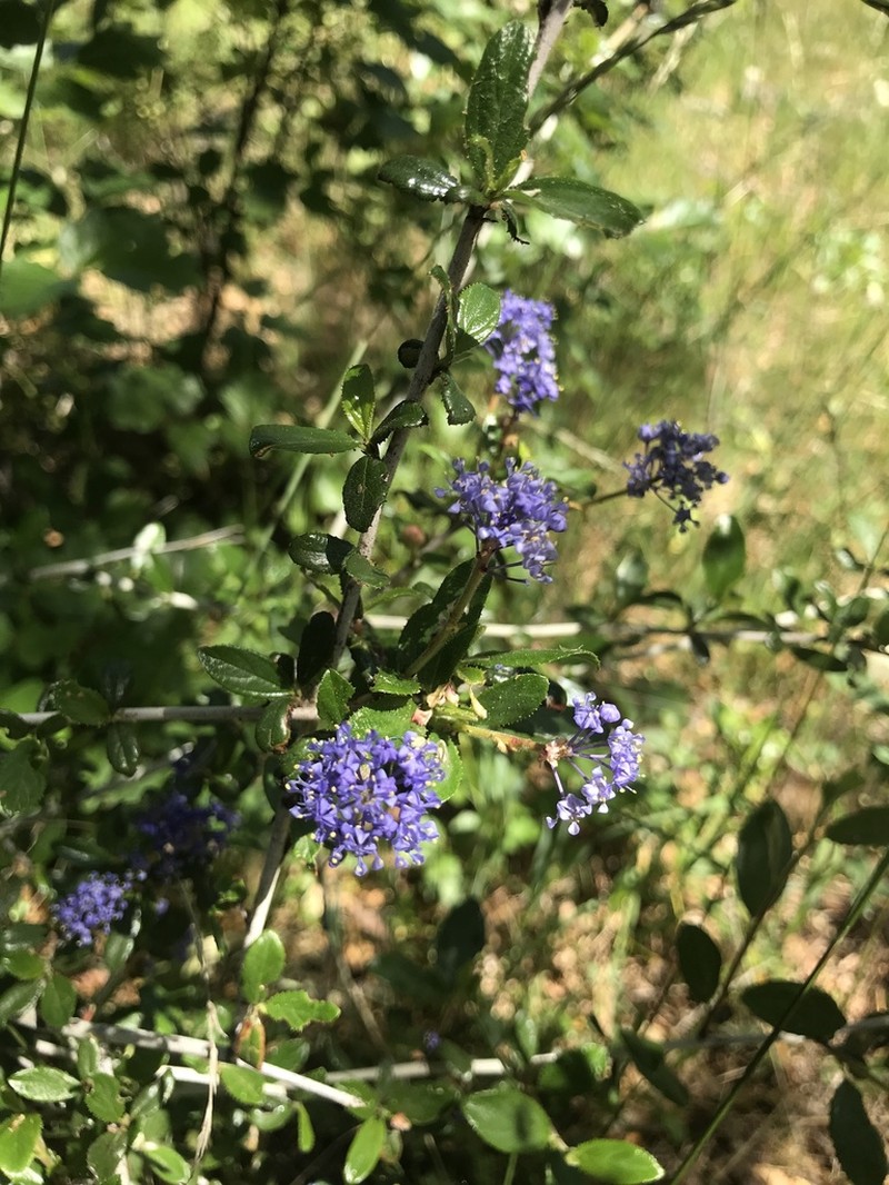 Lemmon's Ceanothus photo 2