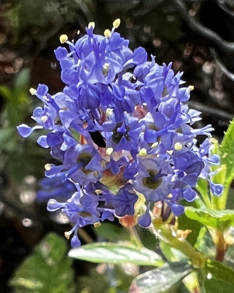 Lemmon's Ceanothus photo 3