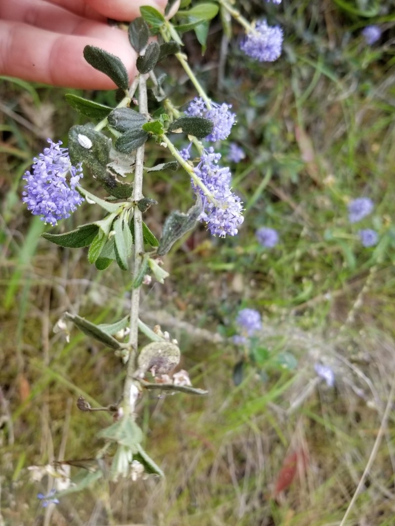 Lemmon's Ceanothus photo 4
