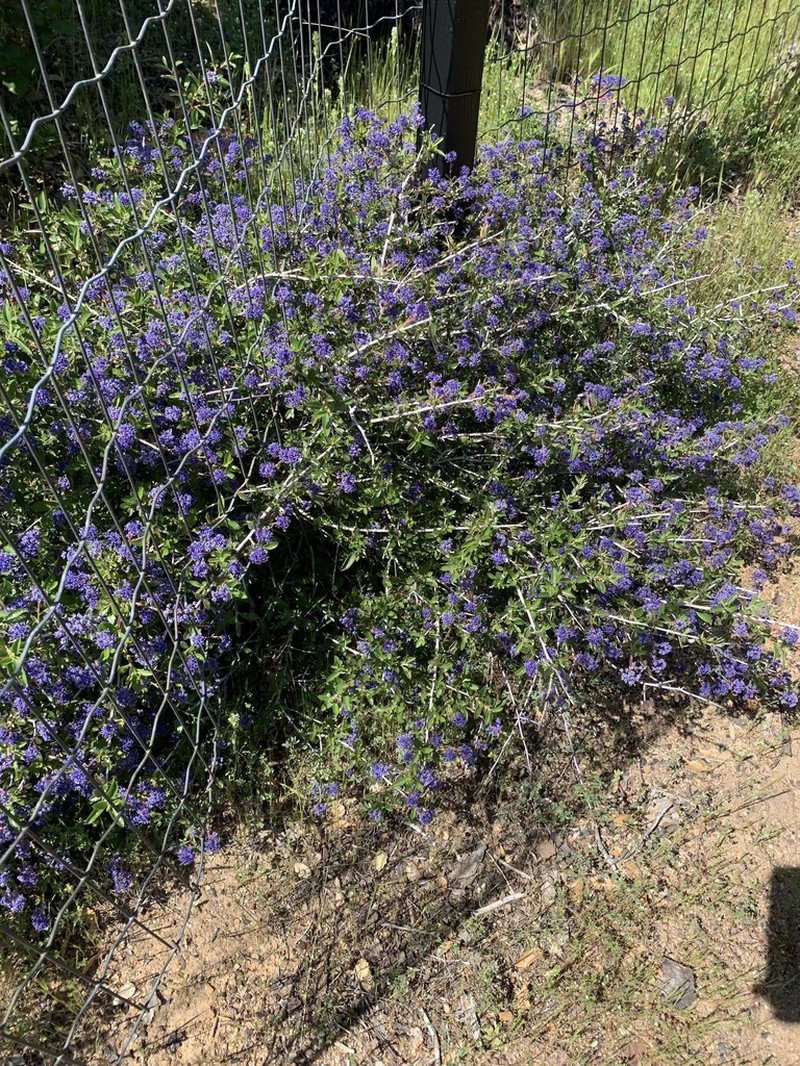 Lemmon's Ceanothus photo 5