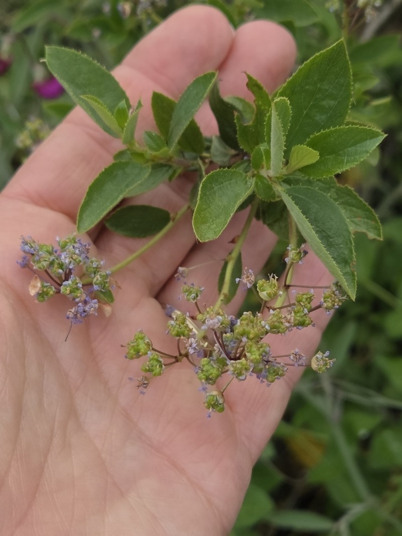 Lemmon's Ceanothus photo 6