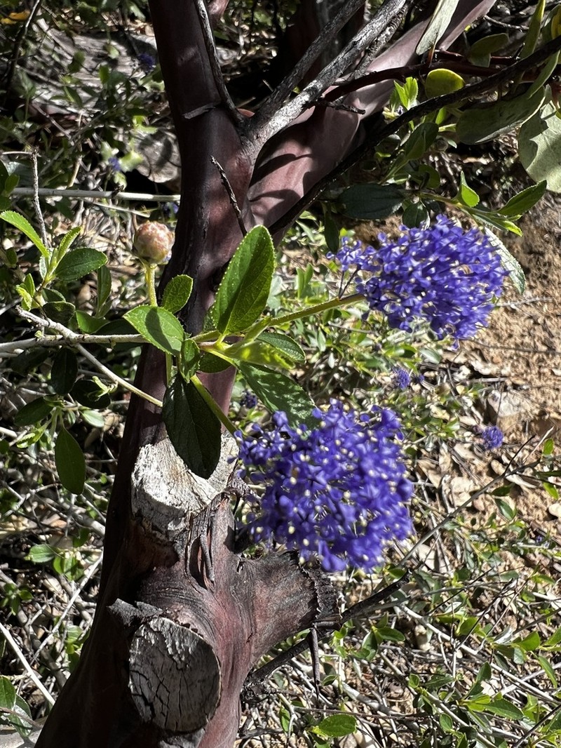 Lemmon's Ceanothus photo 7