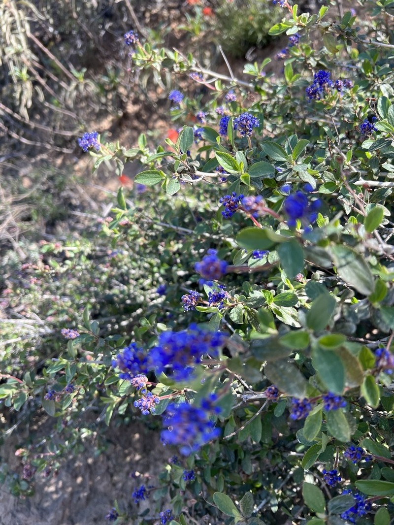Lemmon's Ceanothus photo 8