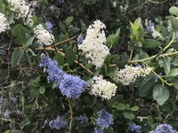 Chaparral Whitethorn