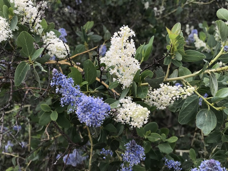 Chaparral Whitethorn